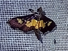 Salbia zena