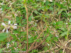 Trigona chanchamayoensis