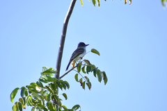 Myiarchus antillarum