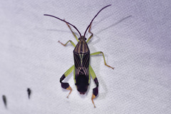 Melucha quinquelineata