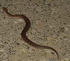 Acanthophis antarcticus