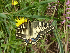 Papilio machaon