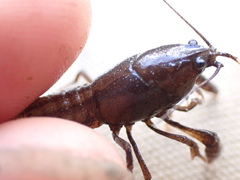 Lacunicambarus nebrascensis