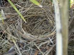 Pipilo erythrophthalmus