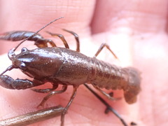 Lacunicambarus nebrascensis