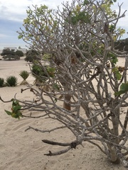 Jatropha mahafalensis image