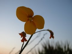 Chapmannia floridana