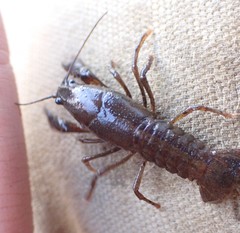 Lacunicambarus nebrascensis