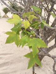 Jatropha mahafalensis image