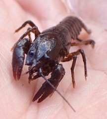 Lacunicambarus nebrascensis