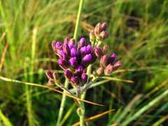 Carphephorus carnosus