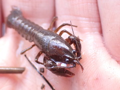 Lacunicambarus nebrascensis