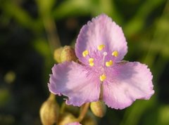 Callisia ornata