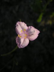 Callisia ornata
