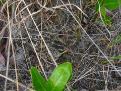 Ammodramus savannarum floridanus