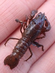 Lacunicambarus nebrascensis