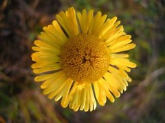 Helenium pinnatifidum