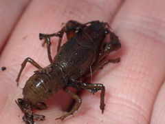 Lacunicambarus nebrascensis