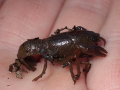 Lacunicambarus nebrascensis