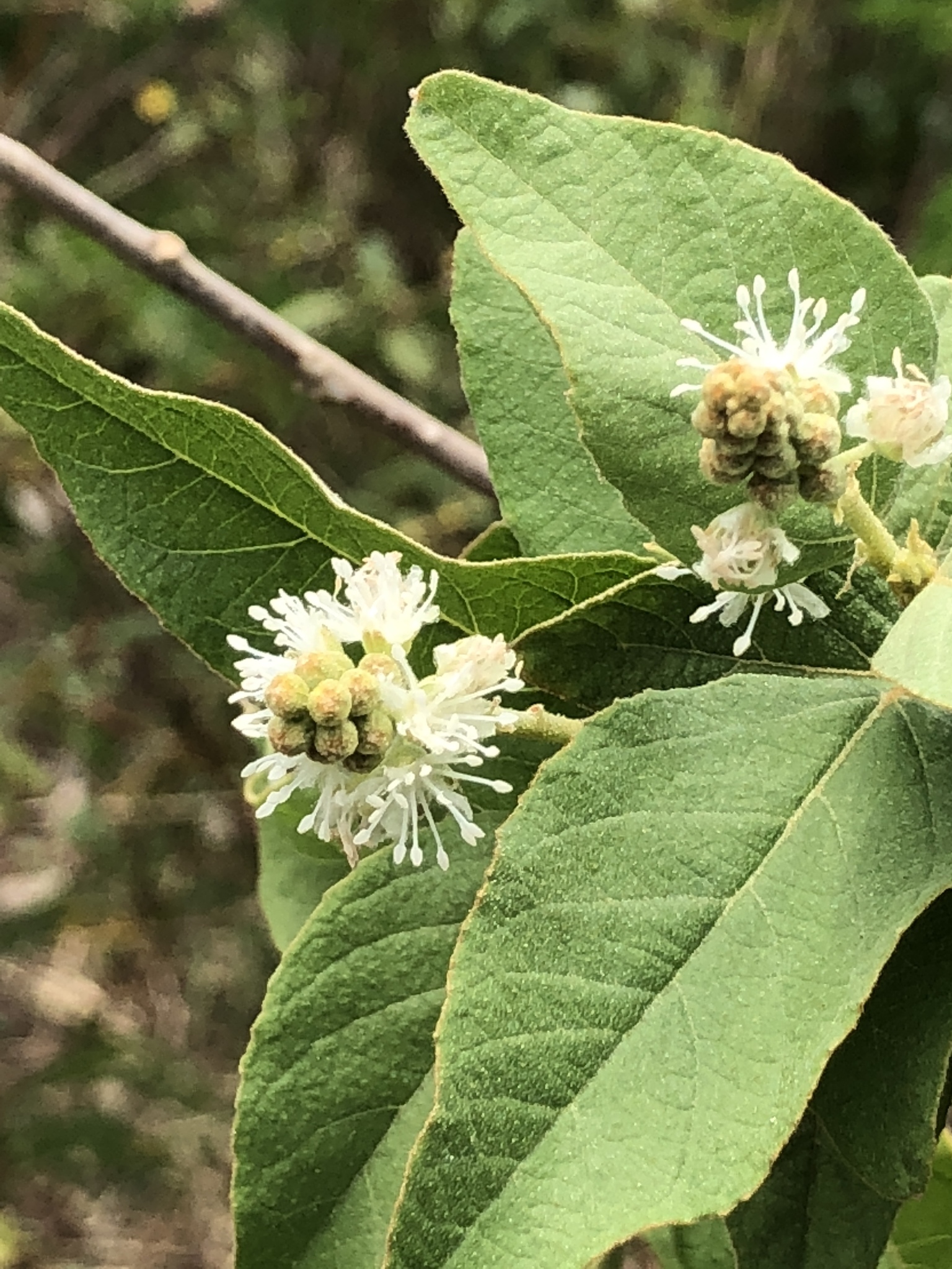 Croton astroites