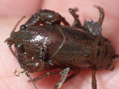 Lacunicambarus nebrascensis