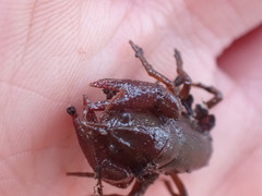 Lacunicambarus nebrascensis