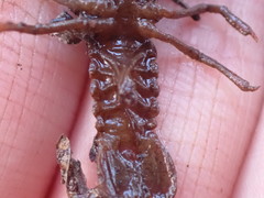 Lacunicambarus nebrascensis