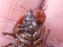 Lacunicambarus nebrascensis