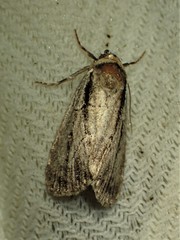 Sympistis badistriga