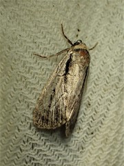 Sympistis badistriga