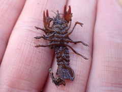 Lacunicambarus nebrascensis