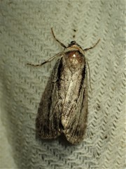 Sympistis badistriga