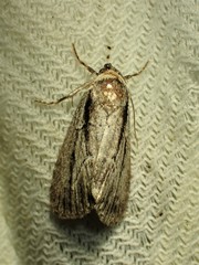 Sympistis badistriga