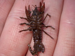 Lacunicambarus nebrascensis