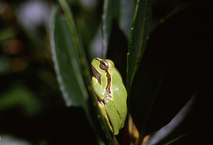 Hyla intermedia perrini