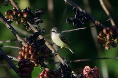 Nesotriccus incomtus
