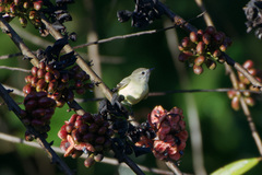 Nesotriccus incomtus