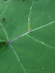 Solanum viarum