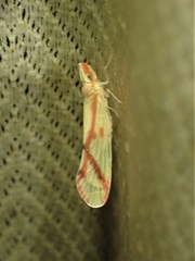 Otiocerus coquebertii