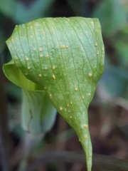 Uromyces ari-triphylli