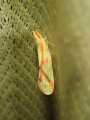 Otiocerus coquebertii