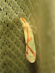 Otiocerus coquebertii