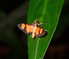 Aethaloessa