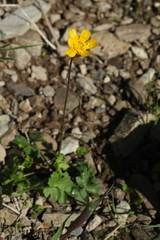 Ranunculus breyninus
