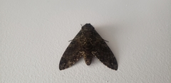 Cocytius mortuorum