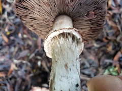 Agaricus