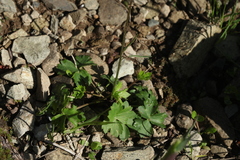 Ranunculus breyninus