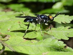 Cyphomyia varipes