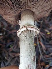 Agaricus