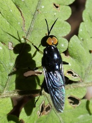 Cyphomyia varipes